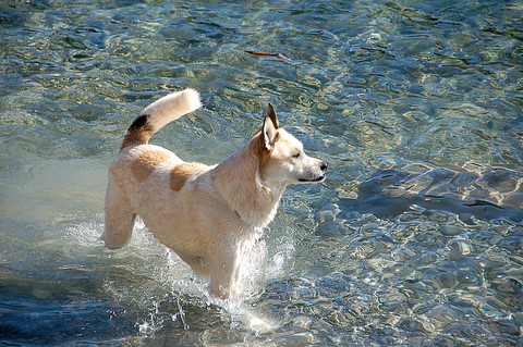 Mollie in Canmore II